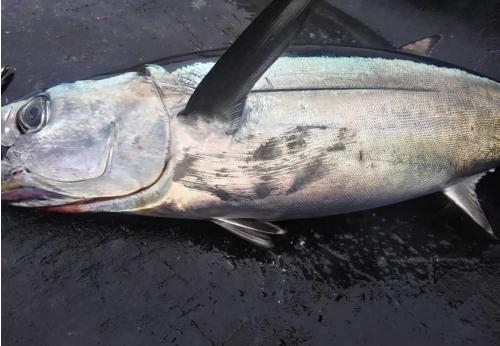 2021 Report on North Pacific Albacore Troll Season 2021 Report on North Pacific Albacore Troll Season
